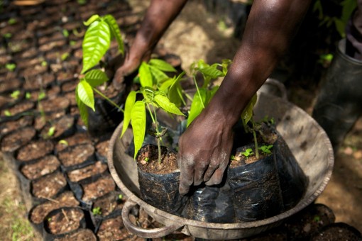Pressebild Cocoa Life: Small cocoa trees at a cocoa nursery in Ghana. 