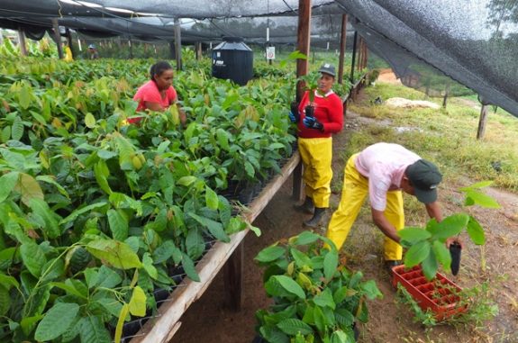 Pressebild Ritter Sport: Arbeiter in Kakao-Baumschule auf der „Finca El Cacao“ in Nicaragua. 